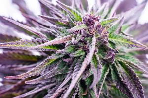 Improved Profiling of Cannabis Terpenes for Accurate Product Labelling Using GC×GC