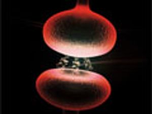 Advantages of HILIC Mobile Phases for LC–ESI–MS–MS Analysis of Neurotransmitters