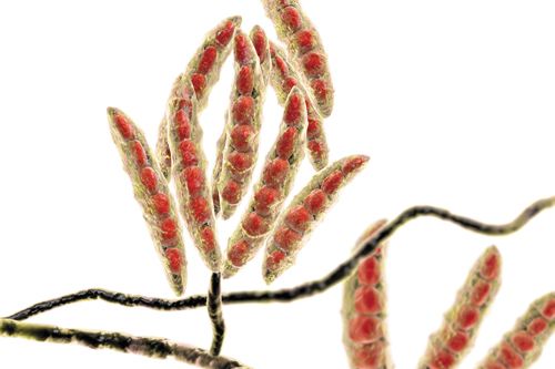 mycotoxins.jpg