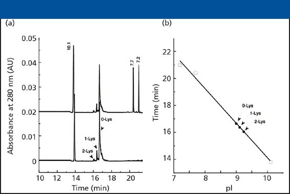 Capillary Electrophoresis in the Biopharmaceutical Industry: Part II