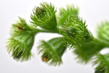 Seed of a Agrimonia pilosa Ledeb. var. japonica | Image Credit: © 聡 足立 - stock.adobe.com