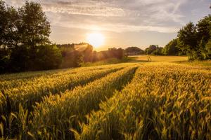 LC-MS/MS Maps Mycotoxin Patterns in Italian Barley