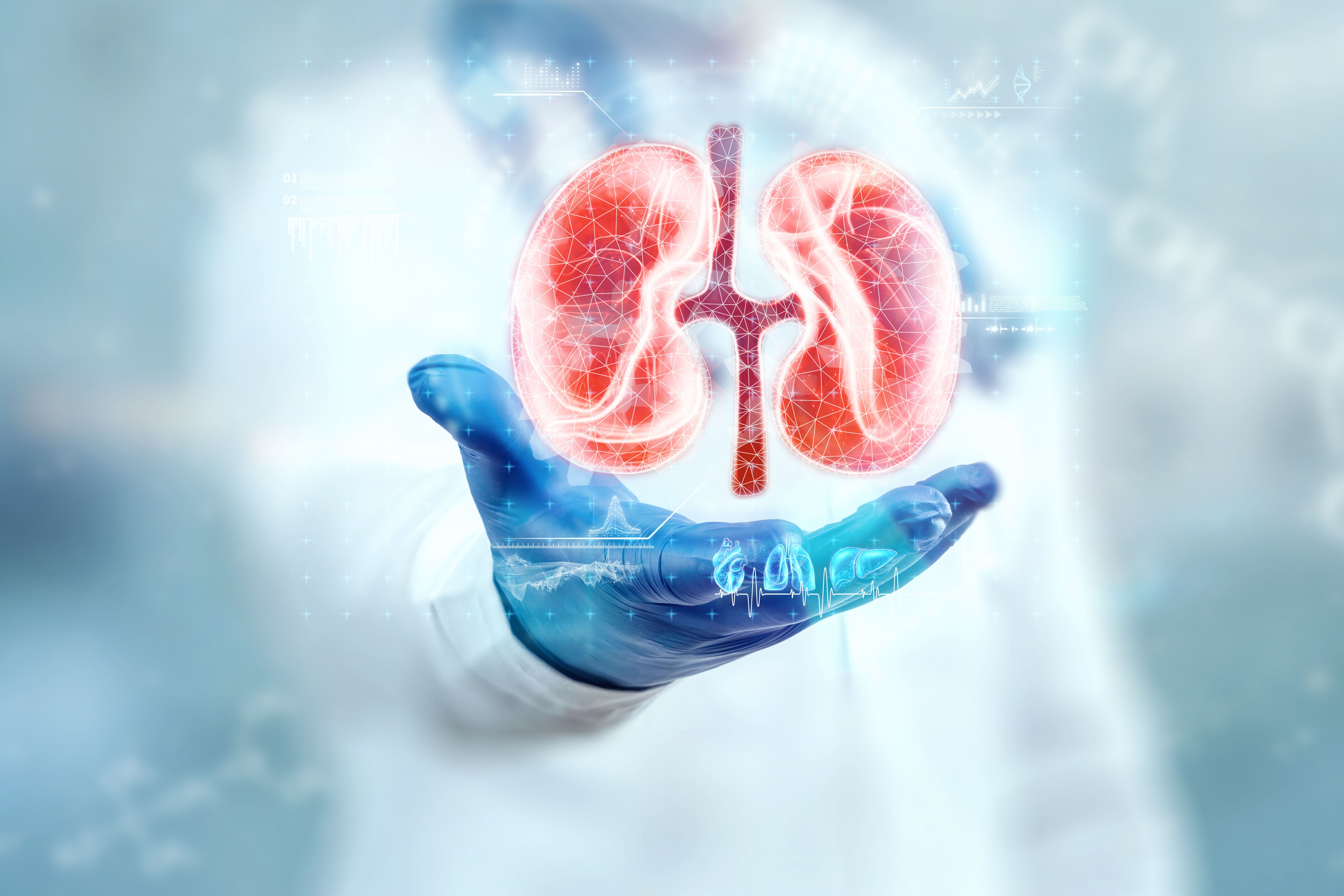 The doctor looks at the kidney hologram, checks the test result on the virtual interface and analyzes the data. Kidney disease, stones, innovative technologies, medicine of the future. | Image Credit: © Aliaksandr Marko - stock.adobe.com