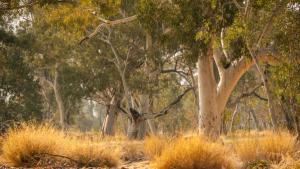 LC–MS and GC–MS Reveal Enhanced Anti-Inflammatory Metabolites in Callus Cultures of Eucalyptus camaldulensis