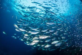 A huge school of Jacks in a blue water tropical ocean | Image Credit: © whitcomberd - stock.adobe.com