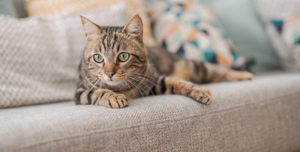 LC-MS/MS Method Detects Rat Poison in Cats