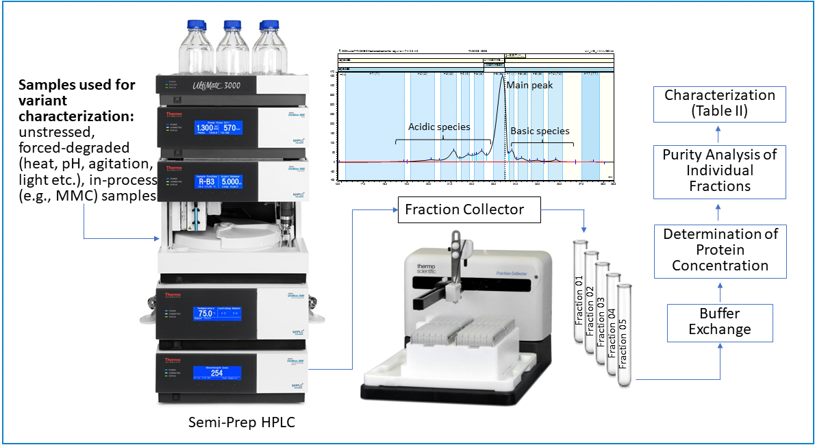 Characterization of Product Related Variants in Therapeutic Monoclonal ...