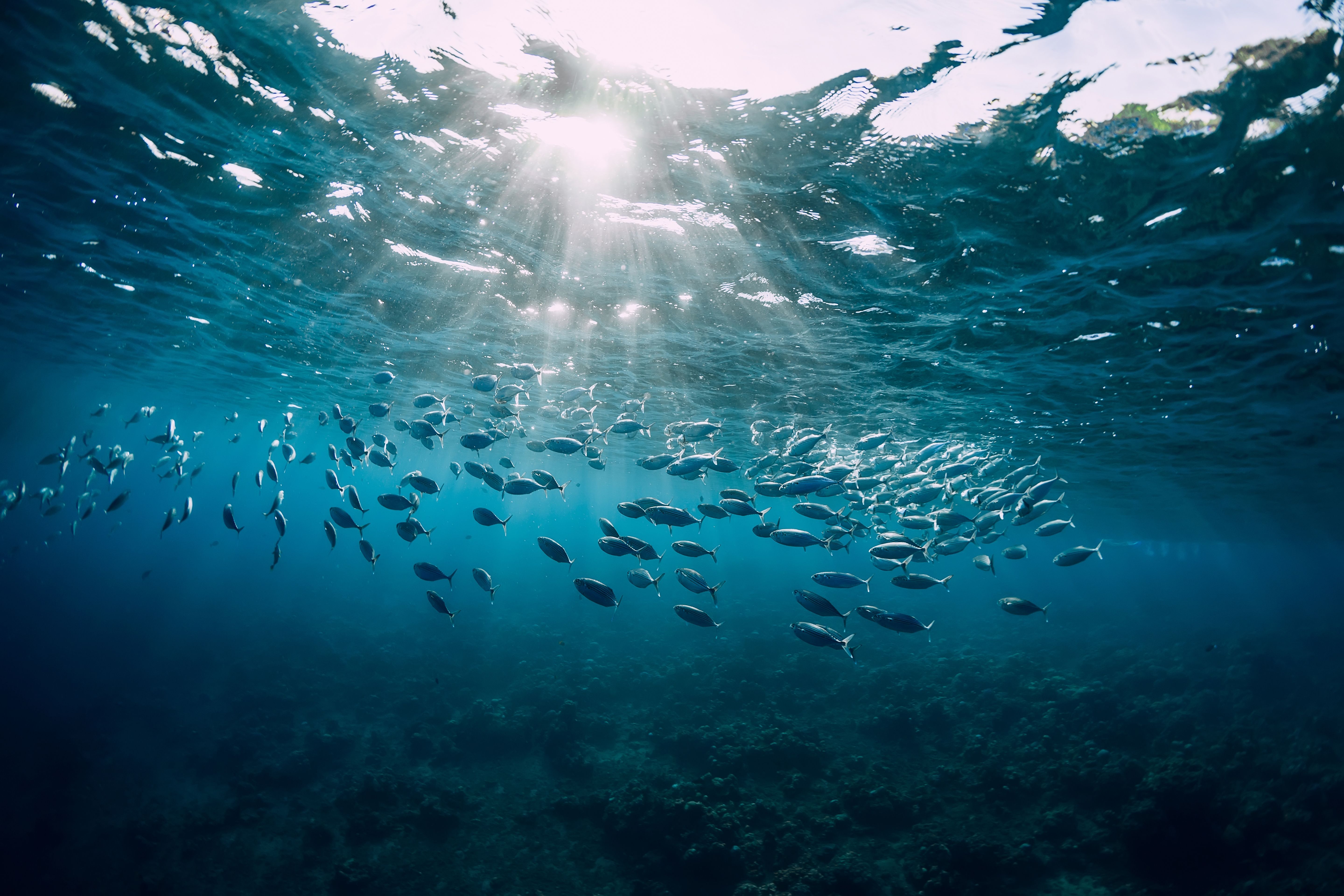 Magnetic Nanoparticles Used for PAH Detection in Water and Fish Samples