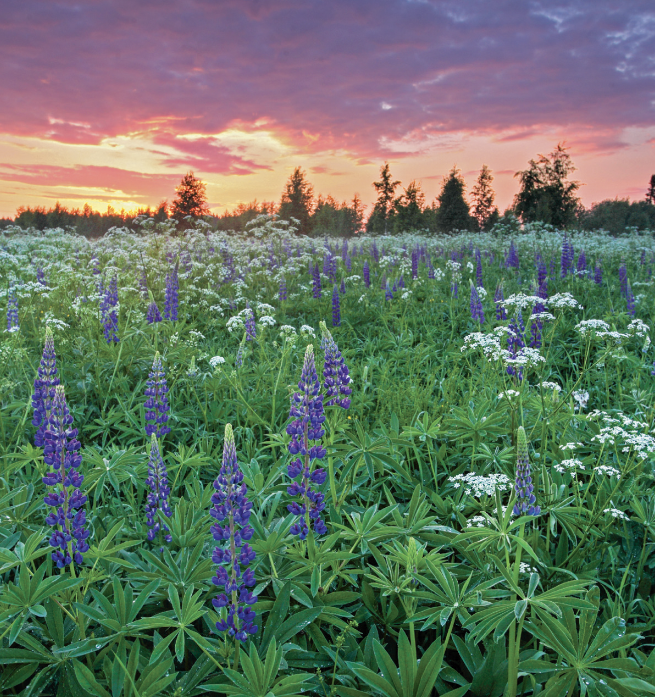 Image Credit: © adamikarl - stock.adobe.com