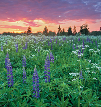 Image Credit: © adamikarl - stock.adobe.com