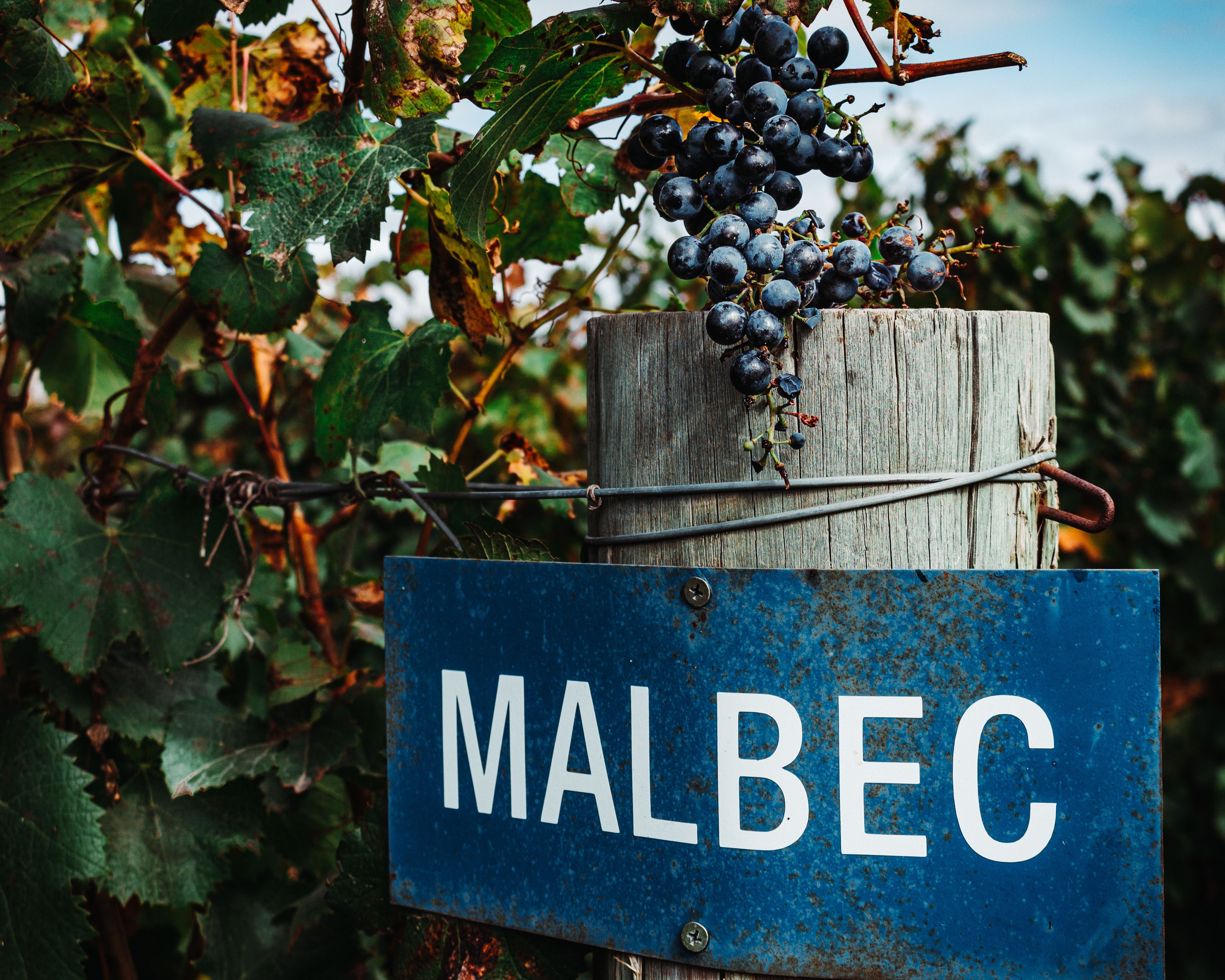Malbec grape | Image Credit: © Daniel - stock.adobe.com