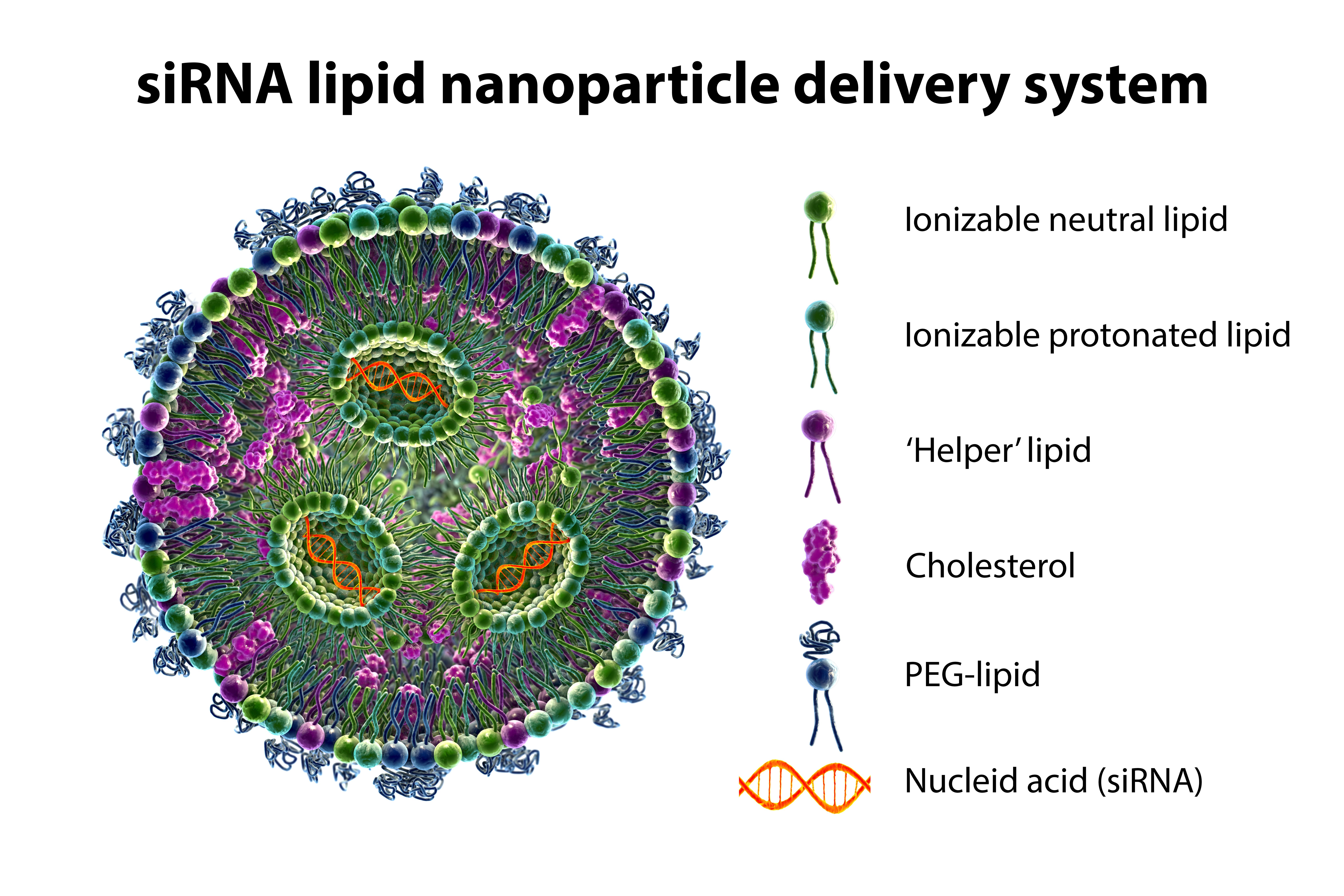 Lipid nanoparticle mRNA vaccine | Image Credit: © Dr_Microbe - stock.adobe.com.