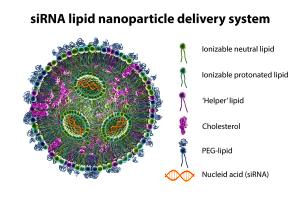 Lipid nanoparticle mRNA vaccine | Image Credit: © Dr_Microbe - stock.adobe.com.