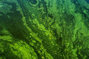 New Chromatography Method Detects Fish Toxins from Algae Blooms