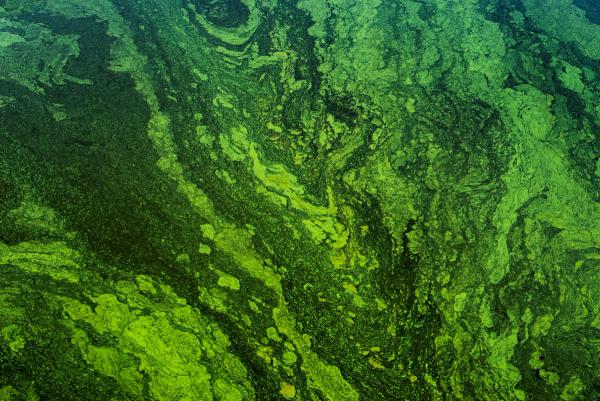 New Chromatography Method Detects Fish Toxins from Algae Blooms