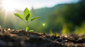 Amidst the beauty of the countryside, a young Withania plant can be seen growing in a field, exemplifying their dicotyledonous traits | Image Credit: © Fred - © Fred - stock.adobe.com