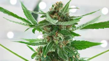 Image | adobe.stock.com/Pixel_Studio_8