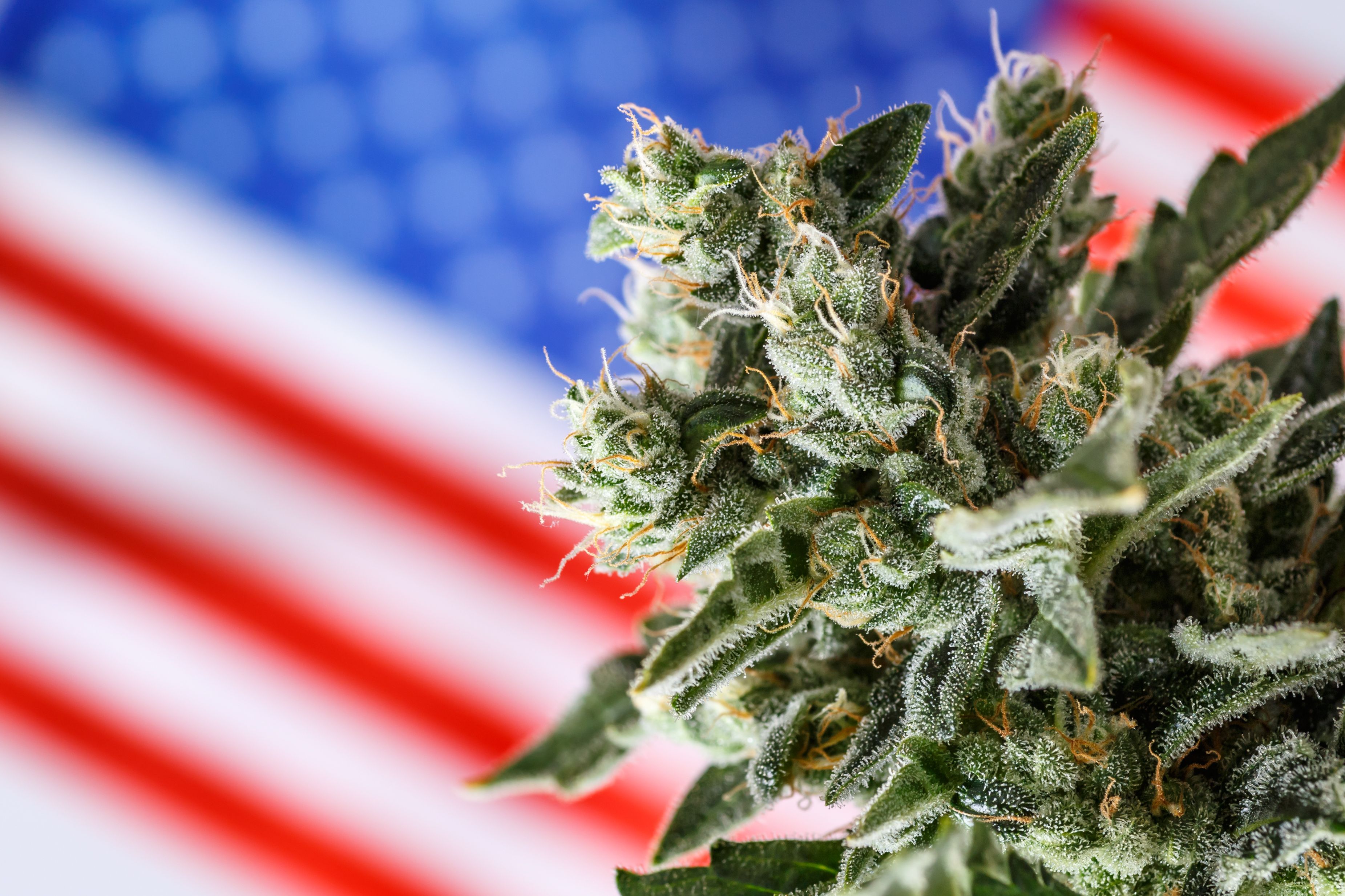 The Reintroduced MORE Act: Is Federal Cannabis Legalization Finally on the Horizon?
