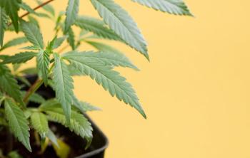 Image | adobe.stock/Fernando