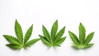 Nonpsychoactive Cannabinoids: Science, Safety, and Therapeutic Potential
