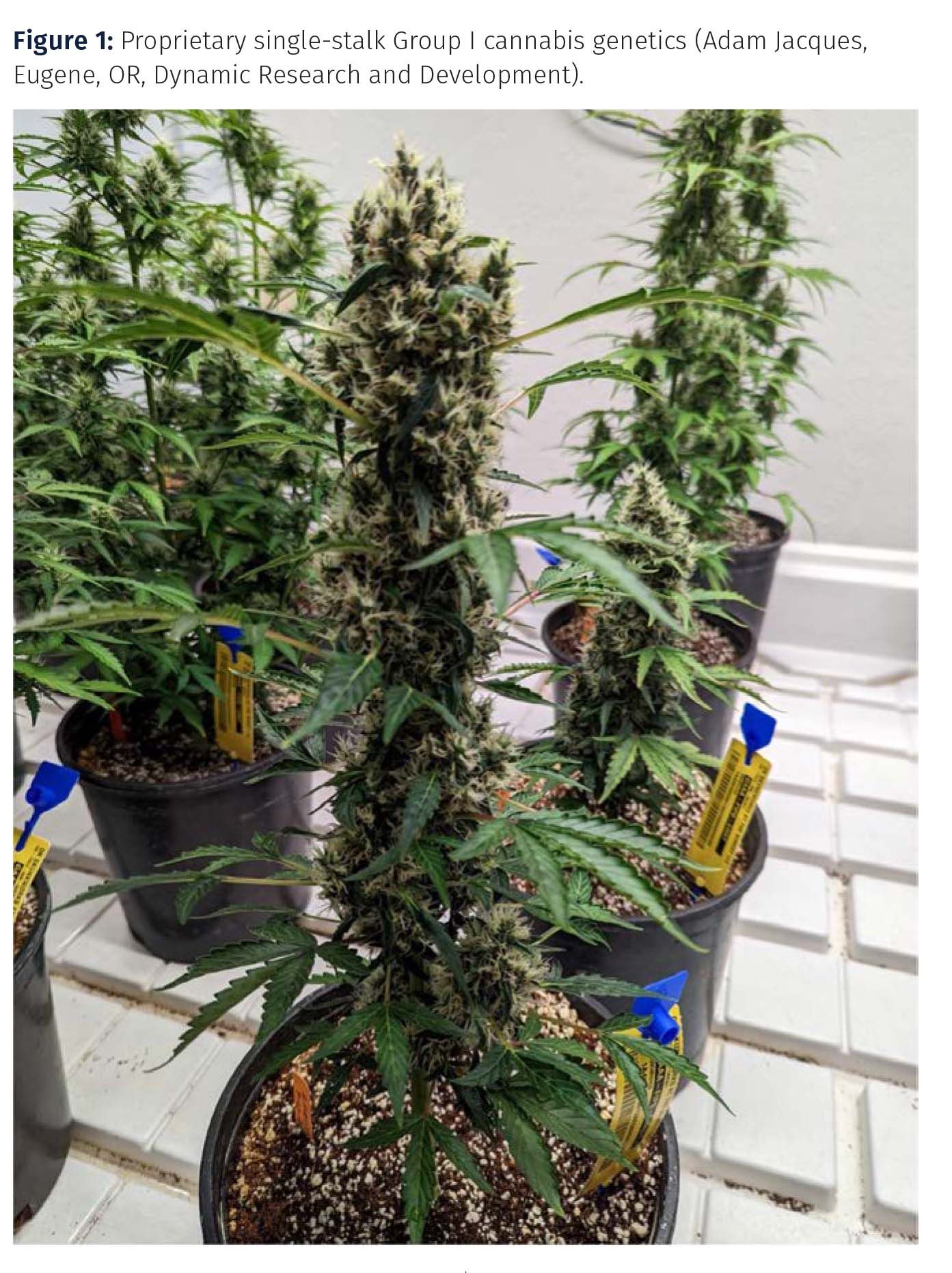 Exploring Blockchain Applications for the Cannabis Industry | Cannabis  Science and Technology - Cannabis Industry News, Insights