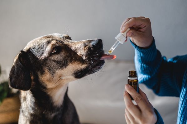 New Study Explores Patterns of CBD Use in Dogs