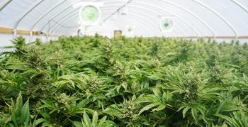 Cascadecreatives/Stock.Adobe.com