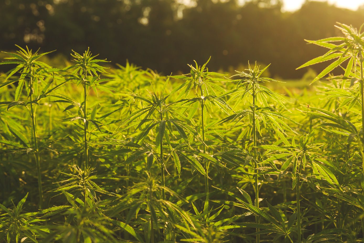 The Rise of Indigenous Cannabis