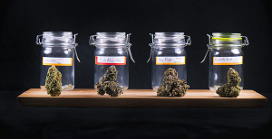 ROXXYPHOTOS - STOCK.ADOBE.COM