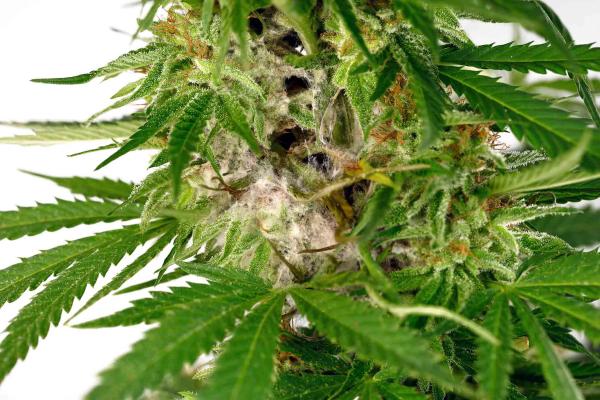 What a Typo in an Illinois Regulation Reveals About the Insanity of Cannabis Testing Regulations