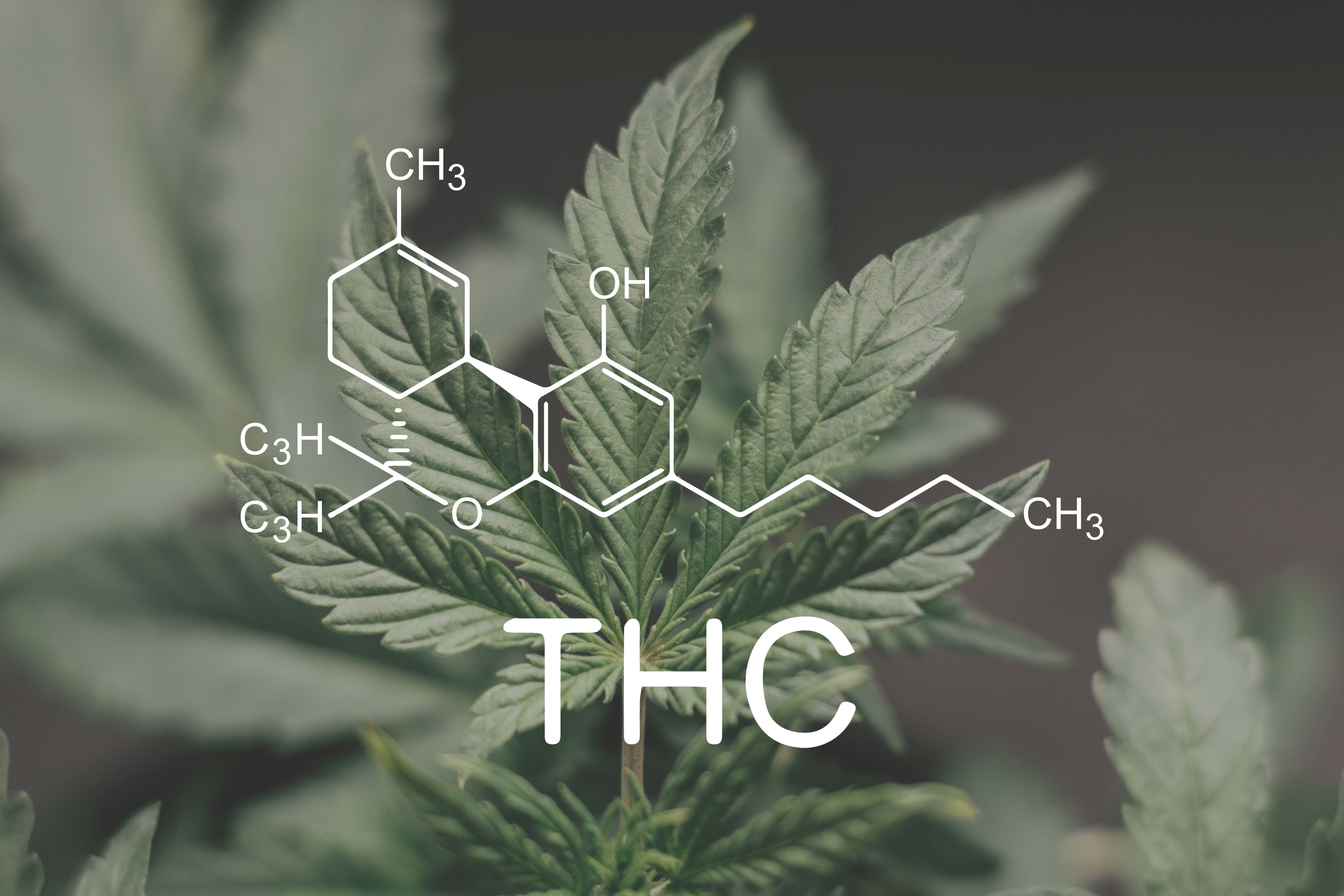 Cannabis Hyperemesis Syndrome: Dr. Ethan Russo on Science and Solutions
