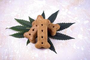 Cannabis for Animals: A Look Into Cannabis as Medicine for Pets