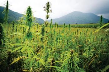 hemp field