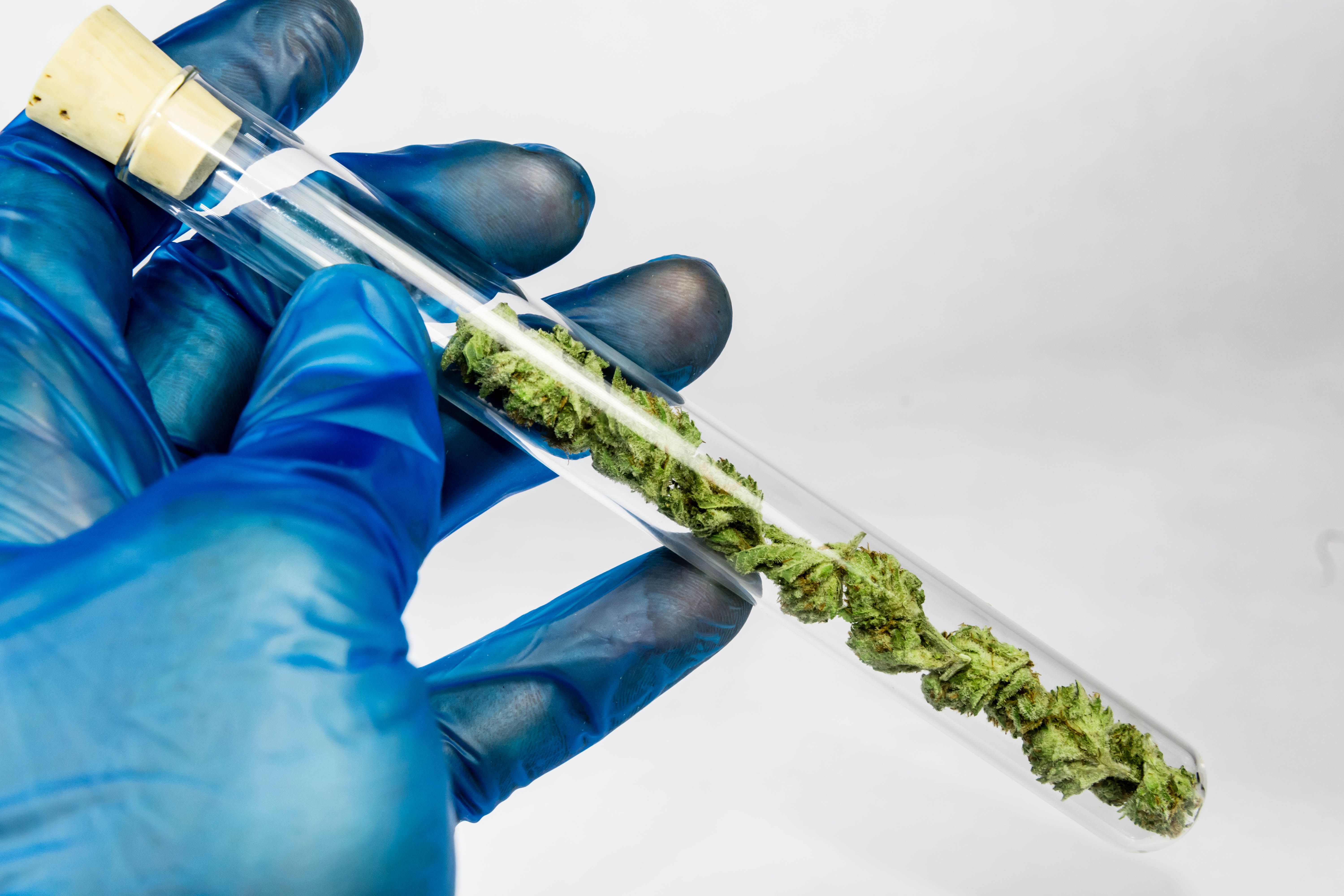 Cannabis Lab Shopping: Causes, Effects, and Solutions from a GMP Webinar