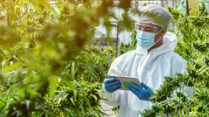 Elevating Quality Assurance: Understanding Quantitative Microbial Methods in Cannabis Testing