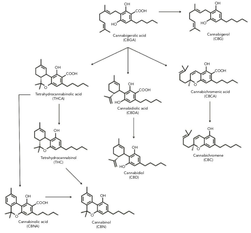 Delta(9)-tetrahydrocannabinol - An Overview - Sc | Travisuryf887