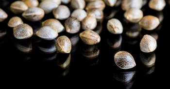 Image | adobe.stock/Sunshine Seeds