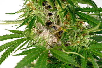 moldy cannabis plant