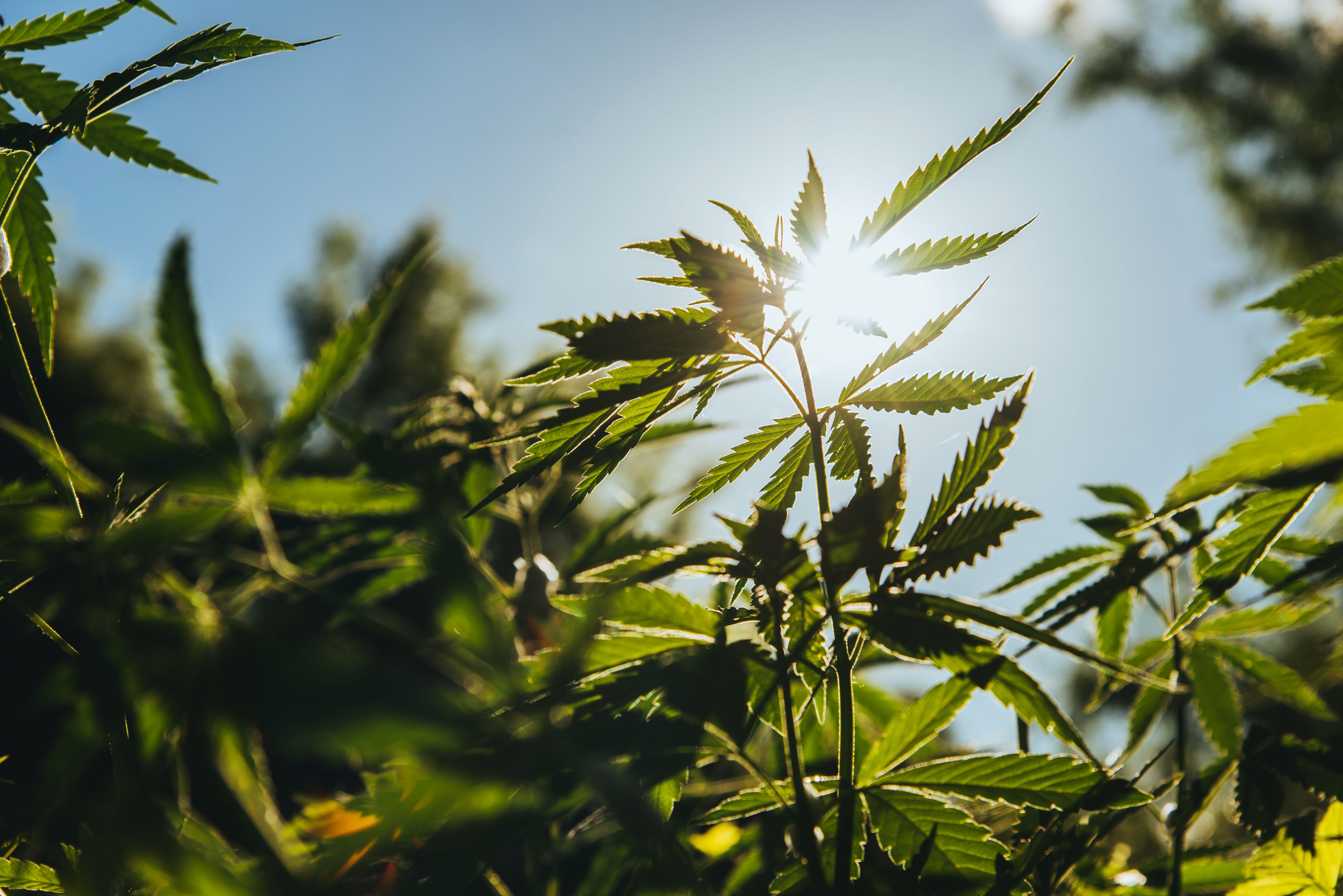 Adult-Use and Medical Cannabis Legalized by Omaha Tribe of Nebraska