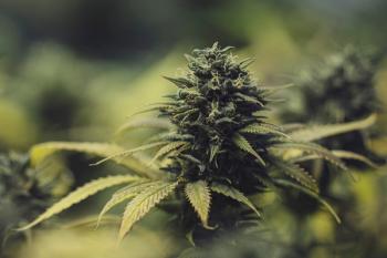 Image | adobe.stock/The Allery