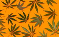 Survey Examines Cannabis Use and GP Discussions in Germany