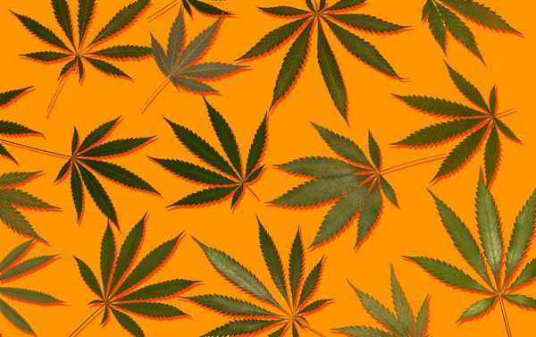 Survey Examines Cannabis Use and GP Discussions in Germany