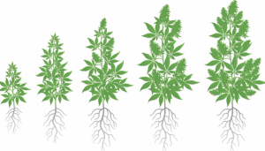 ILYAKALININ - STOCK.ADOBE.COM