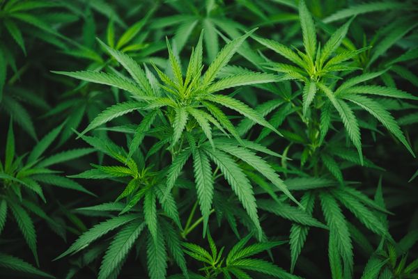 Healer Webinar Discusses New Research on Medical Cannabis for Tourette Syndrome, Neuropathy, and Caregivers