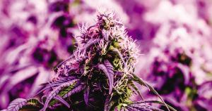 Ky Camacho/Shutterstock.com