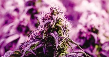 Ky Camacho/Shutterstock.com