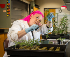 Current and Future Cannabis Genetics Projects: Interview with Anna Schwabe, PhD