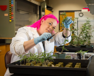 Current and Future Cannabis Genetics Projects: Interview with Anna Schwabe, PhD