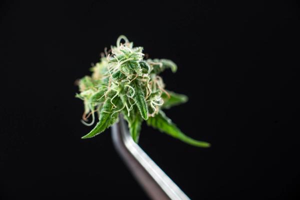 Cannabis Cultivation: From lighting and efficiency to pricing challenges