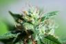 Cannabis Science and Technology Staff